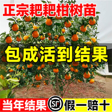 正宗四川春见耙耙柑树苗嫁接果树粑粑柑沃柑丑橘南北方种植水果苗