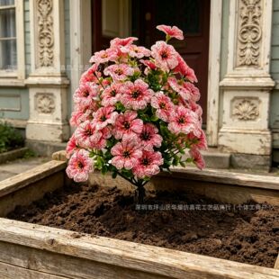 �羳������滨����Gֲ���_�m�ȼ����ز�����b�ͥԺ���ڼ�ֲ��