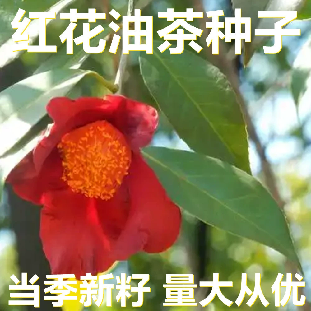 Масло красного цветка, семена чая, 250-500 г, фасованные оптом, прямые поставки с места происхождения, сезонные новые семена, садовые цветочные семена
