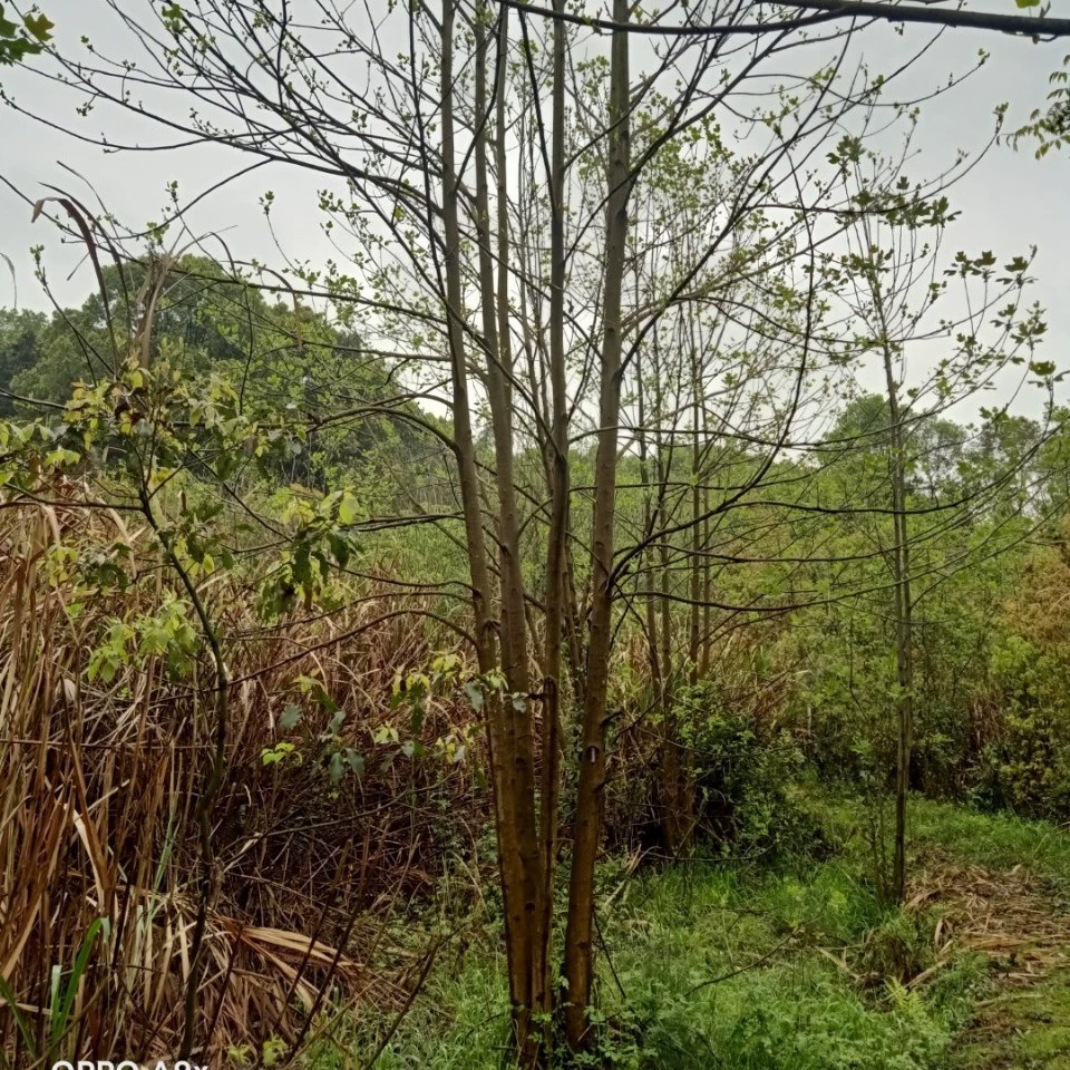Кластерный конюшенник, кластер из 5 деревьев конюшенника, 60cm дерево конюшенника, 80cm дерево конюшенника, 30cm дерево конюшенника.