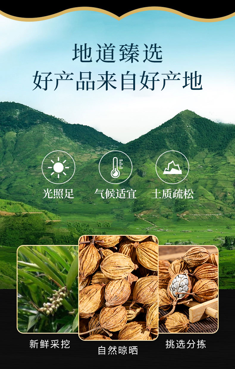 Xiang Guo (Amomum villosum) — Dried Aromatic Spice Herb for Braising & Herbal Cooking overview