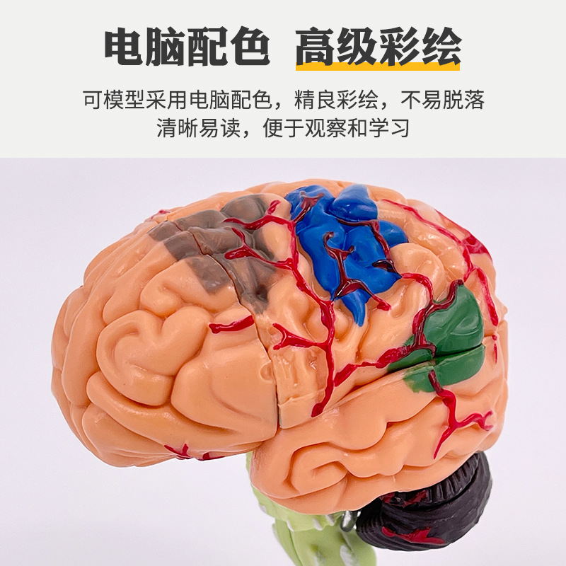 Rompecabezas de montaje de juguete órgano humano montaje modelo cerebro modelo 4D cerebro montaje modelo enseñanza medicina