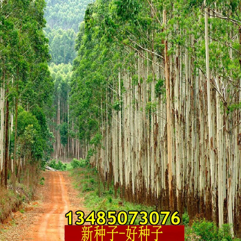 Семена эвкалипта, Eucalyptus globulus, Eucalyptus azulensis, Eucalyptus amygdaloides, пескозащитный и ветрозащитный, эвкалипт с крупными и мелкими листьями, быстрорастущий эвкалипт, Eucalyptus camaldulensis № 26