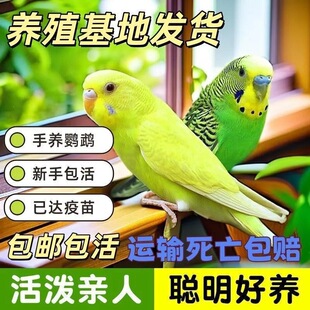 ��Ƥ�W�^�B�����B���B�������r�ɽ��fԒ�����B�ɷ�ֳ�µ����l����