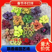 一件代发矾根盆栽花卉植物室内花苗四季常青观叶耐寒绿植佛甲草欧