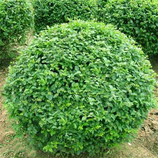 С�~Ůؑ���͘�������������lͥԺ�e���G���h�ʇ���ֲ���^�~�ļ�