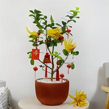 ֘ԎAָ辰ʳų̀ͥԺļܾGֲ