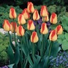 Spot imported tulip species single petal varieties 1 capsule 5 degrees of balls in indoor flower pots blooming and raising