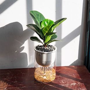 Fiddle Leaf Fig Indoor Potted Green Plants, Living Room and Office Green Plants, Good for Feeding Scandinavian Florals, Evergreen All Year Round, Absorbing Formaldehyde