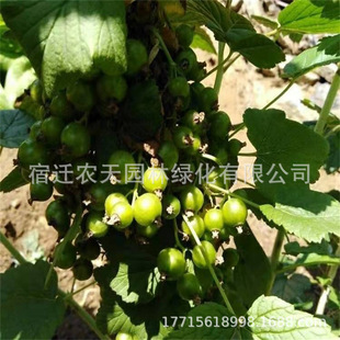 �ڼӁ�������ڴ�����������÷�����Եؼt�Ӂ��t�����ϱ���������