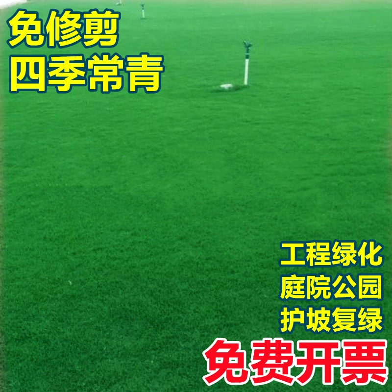 Газон трава Семена вечнозеленые во все сезоны зеленый ковер трава дерна семена райграс склон защиты высокий Овес морозостойкие семена травы