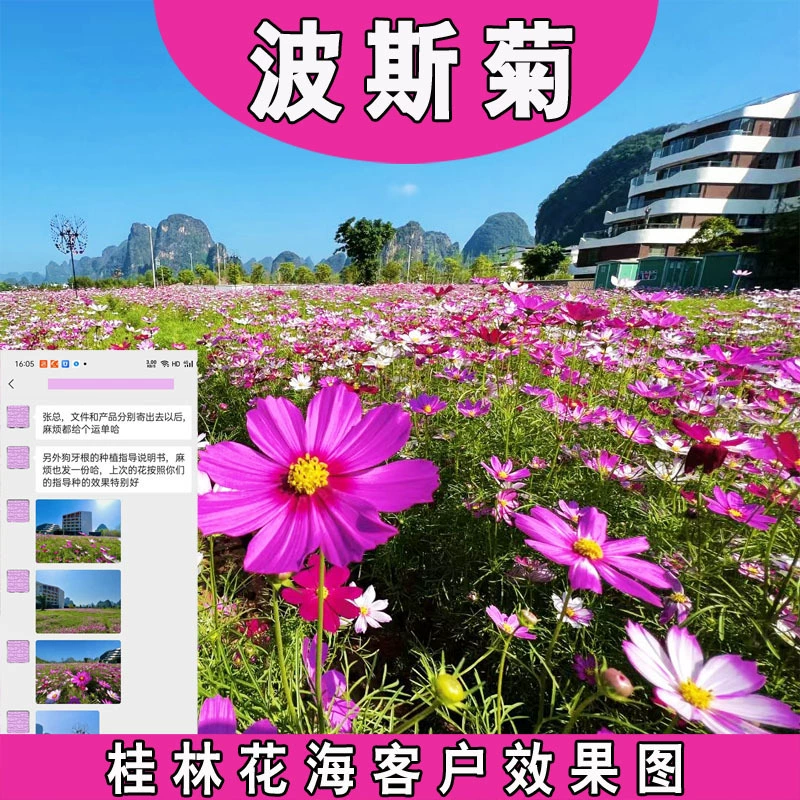 Семена цветов монохромный персидская Хризантема карликовый стержень смешанный цвет персидская Хризантема виды семян Gesang цветок красочный цветок семена цветов