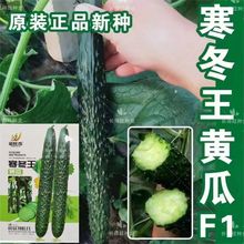 原裝耐寒王黃瓜種子綠瓤長黃瓜種籽直筒9號王子密刺大田高產早熟