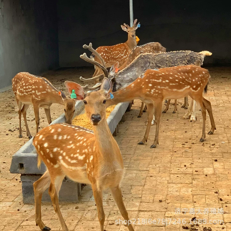 Взрослый Sika олень ферма сколько стоит олень ребенок? Относительный одомашненных оленей животное оленей живого тела