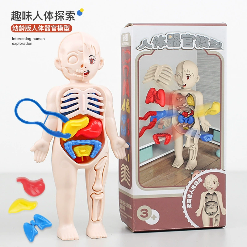 Steam, physiological minifigure, medicine constructor, science and technology, body organs, DIY, early education