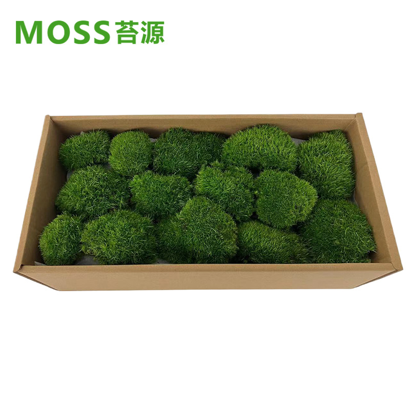 Musgo inmortal pelo blanco musgo gris grande planta verde pared flor seca Fondo pared planta pared musgo fuente