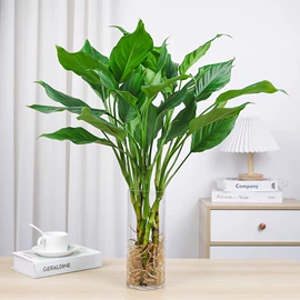 盆栽;乔木;花盆容器