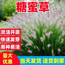 ���۲ݷN���ͺ��ļ��ϱ����Nֲ���ݷN���o�¹������@�侰�^�p����