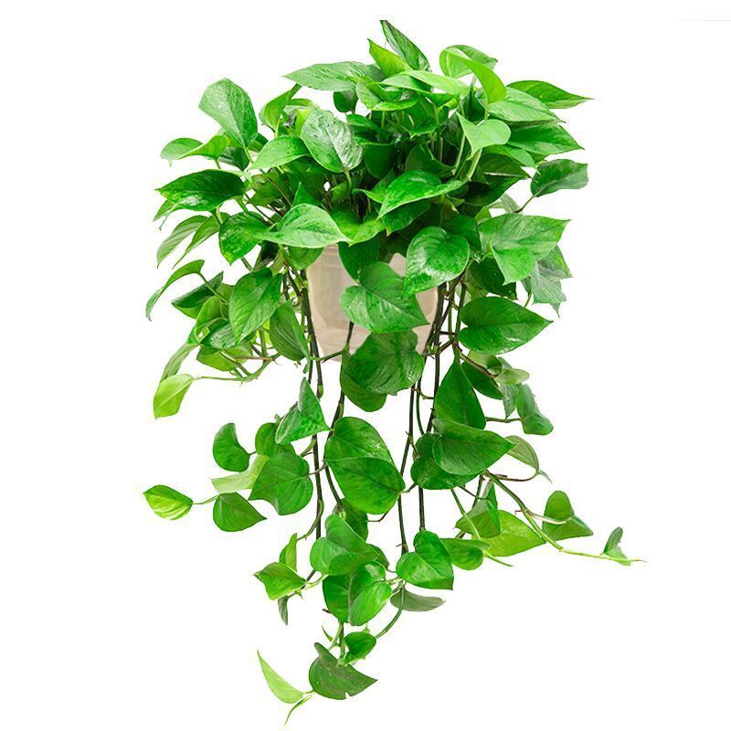 부티크 180 회색 및 흰색 오리지널 냄비 긴 덩굴 2 냄비 + 액체