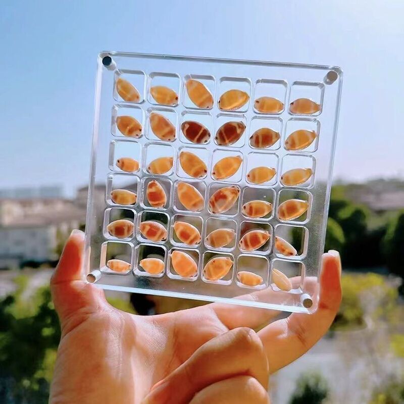 Natural Mini Conch Shell Starfish High-Transparency Acrylic Storage Box Material Micro-Shell Sand Specimen Seaside Gift Natural Mini Conch Shell Starfish High-Transparency Acrylic Storage Box Material Micro-Shell Sand Specimen Seaside Gift