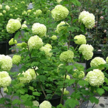 AľԘ󻨽򭂻̨҃ͥԺGֲͺ^