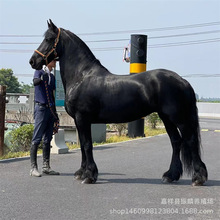 种马 伊犁马骑乘马宠物矮马婚庆旅游区用马 活体马 骑乘马 观赏马