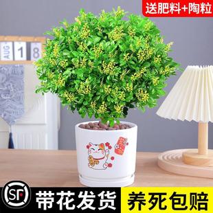 Milan Flower Potted Indoor Florals, Four-Season Flowering Plants, Fragrant and Easy to Grow, Mosquito-Repellent Green Plants with Buds, Old Stump Bonsai