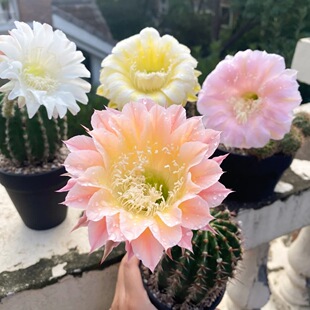 �󻨲ʲ��_�������������ƶ���ֲ���҃����̨���ܾGֲ��ݗ������