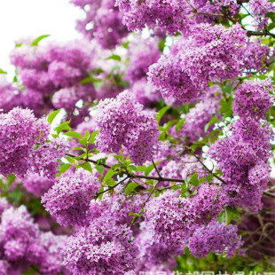 Lilac Saplings Bloom in All Seasons, Courtyard Potted Plants, Fragrant Florals, White Lilac Florals Bloom in the Same Year