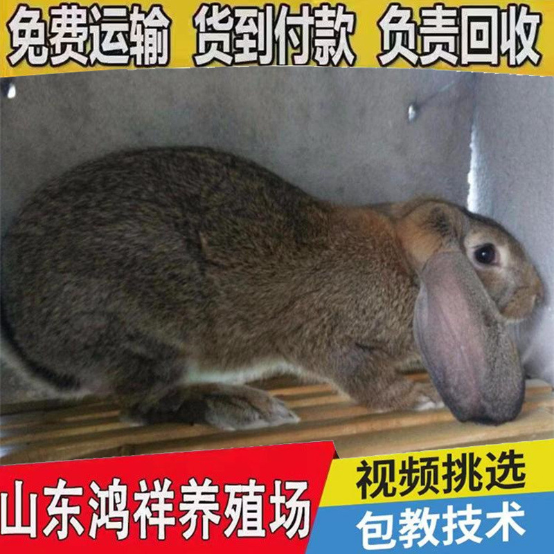 u=1231455001,2427208305&am