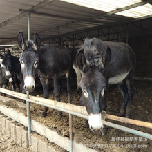 哪里有卖纯种德州驴的 德州驴一头驴苗出售价格 德州驴驴苗