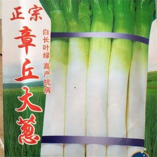 High White Zhangqiu Iron Green Onion Seeds Vegetable Seeds Spring Sowing Zhangqiu Green Onions Sycamore Green Onions
