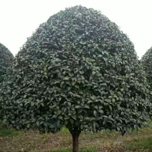 庭蔭樹花樹圖片 海量高清庭蔭樹花樹圖片大全 阿里巴巴