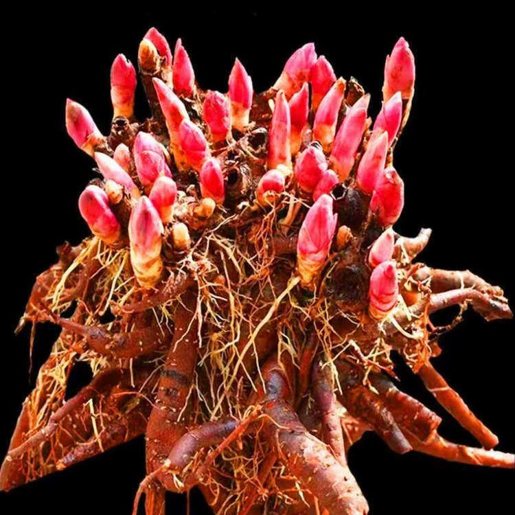 Саженцы пиона, рассада пиона, многолетние саженцы пиона, зеленые комнатные растения, пиона в горшках с бутонами, блоки из корней пиона.