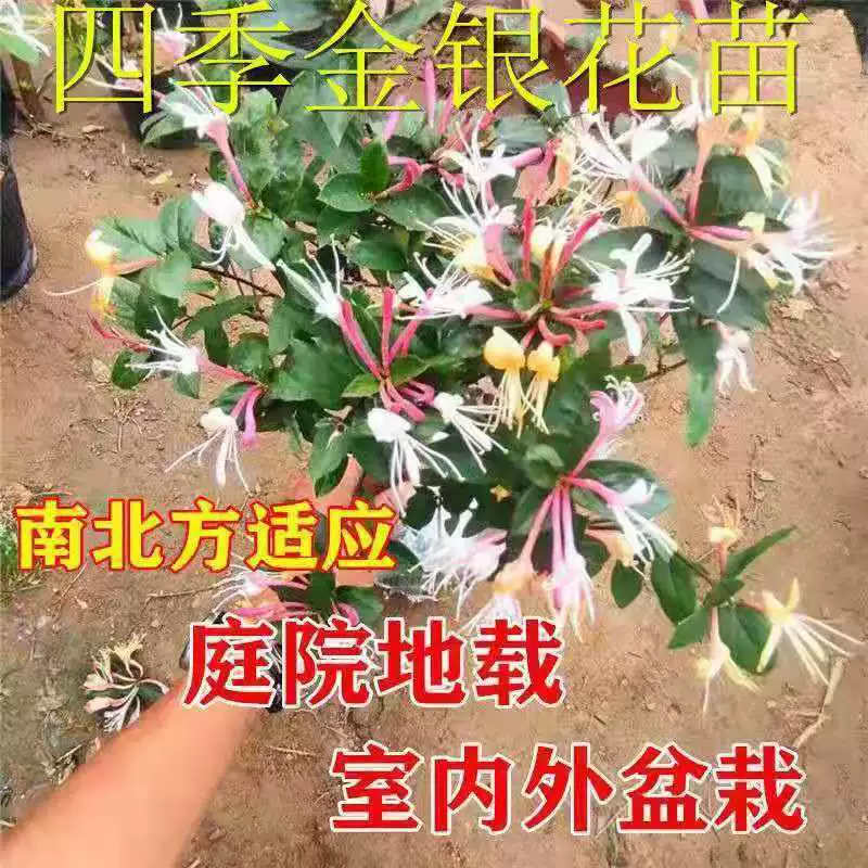 Красочные саженцы жимолости четыре сезона вьющаяся лоза саженцы жимолости цветут в году посадка гостиной в Южном северном дворе