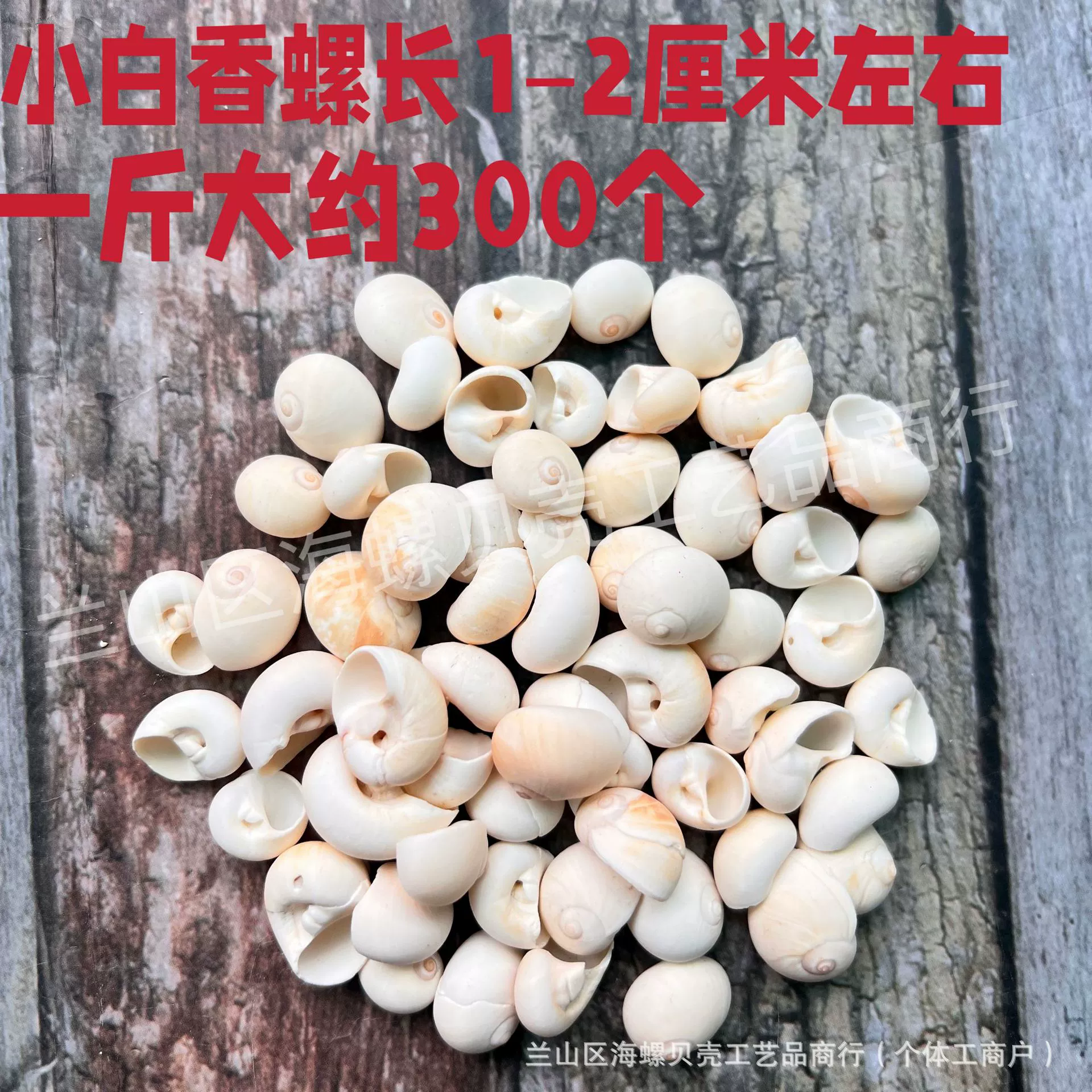 Shell Natural Shell Conch Stars Drifting Bottle Shell Crafts Wholesale Diy Handmade Shell Materials