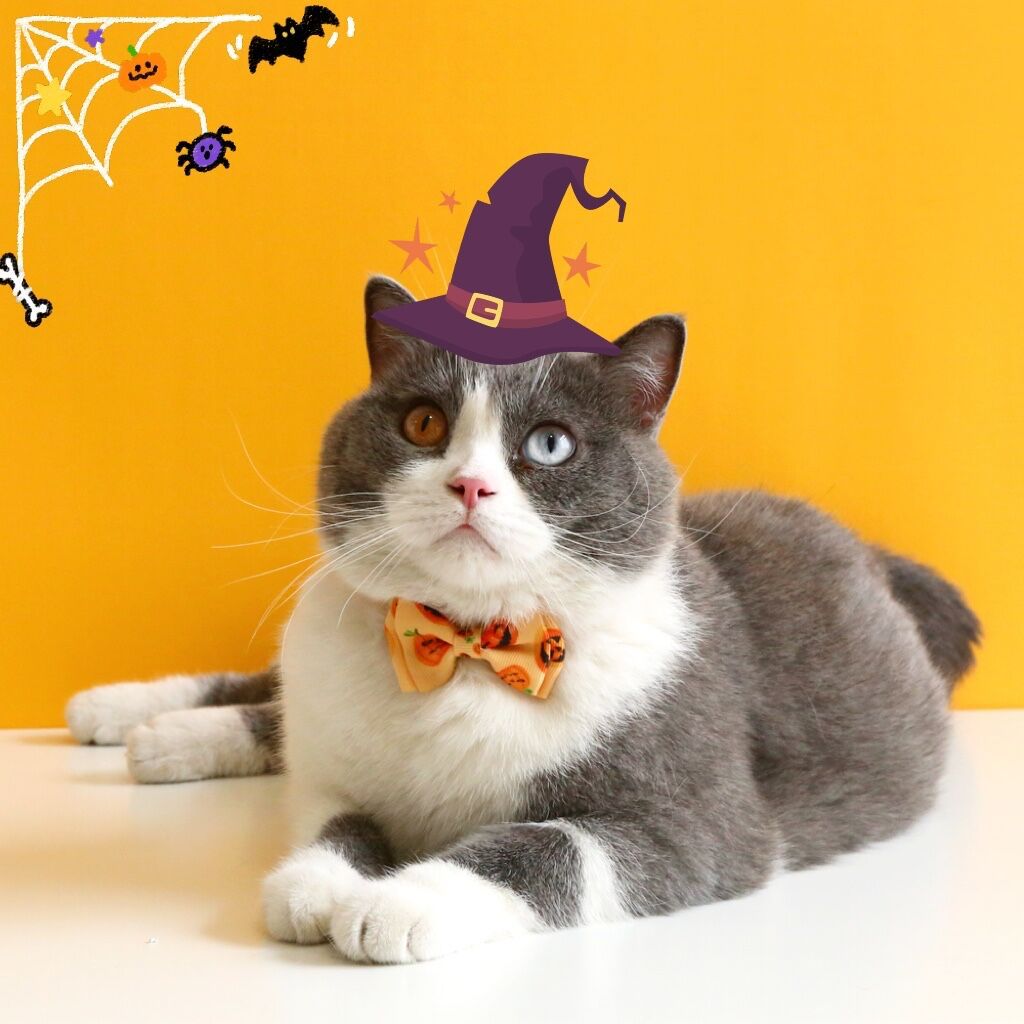 Mascotas gatos conejos perros collares de arco de Halloween calabaza impresión anti-asfixia collar accesorios de campana