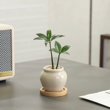 竹柏盆栽客厅茶几好养花卉绿植四季常青办公室内桌面净化空气植物