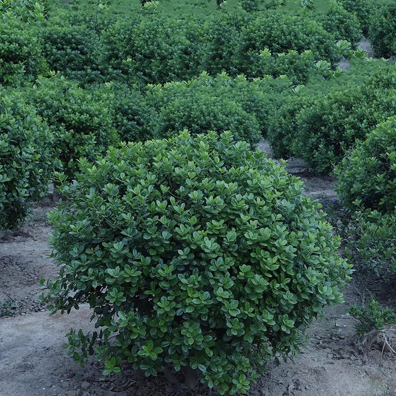 无刺枸骨树苗构骨球鸿运果树苗四季常青南北方庭院樱花耐寒绿化苗