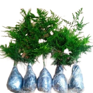 �����Iһ����һ����B�Gֲ�����񻨻����԰�������ȩ�����՚�