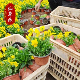 宿根花卉;一二年生花卉;灌木