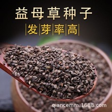 益母草种子益母蒿种籽四季种植药材种子茺蔚子种子坤草种子