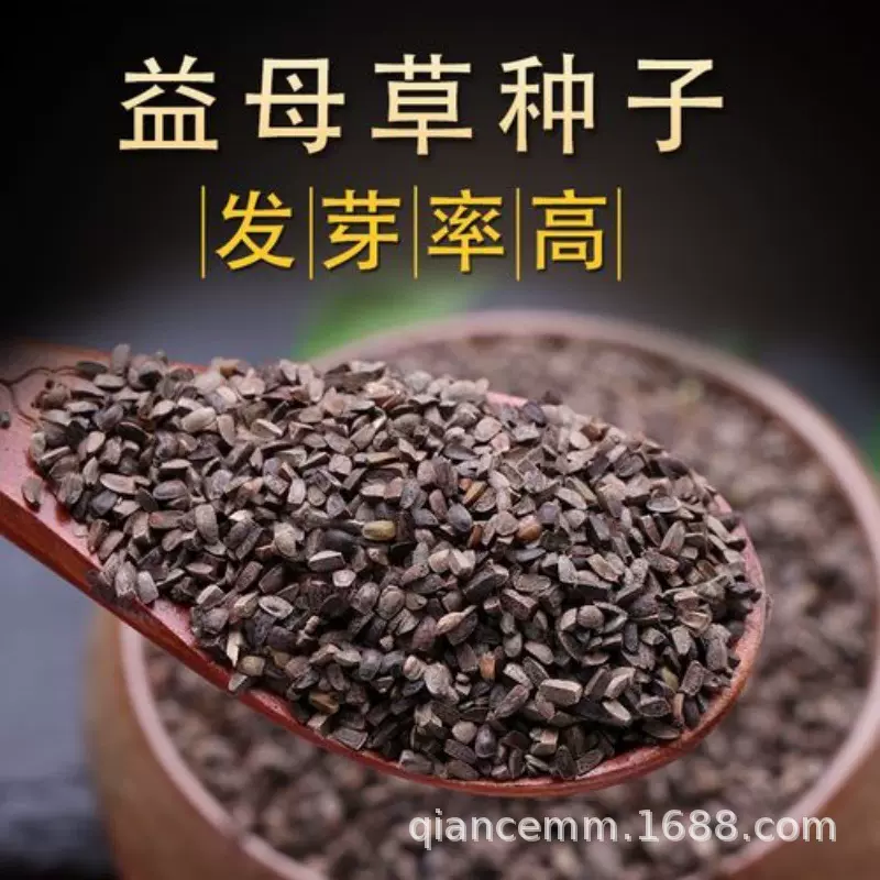 益母草种子益母蒿种籽四季种植药材种子茺蔚子种子坤草种子
