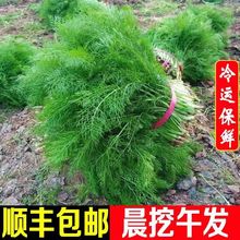 ���rС����ˎ����F��F�lС������؛���l���r���l