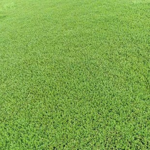 The Base Wholesales Water Celery Aquatic Plants to Purify Water Quality. the Varieties Are Complete and the Quantity Is Large. Preferential Treatment Is Given