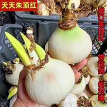 피tMذNN򻨻ܰ_ܽݹȻȸ