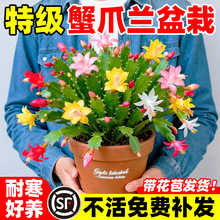 зצ�m���Ԏ�������ɫ����ֲ���҃��зצɏ�_�����B���ļ��G