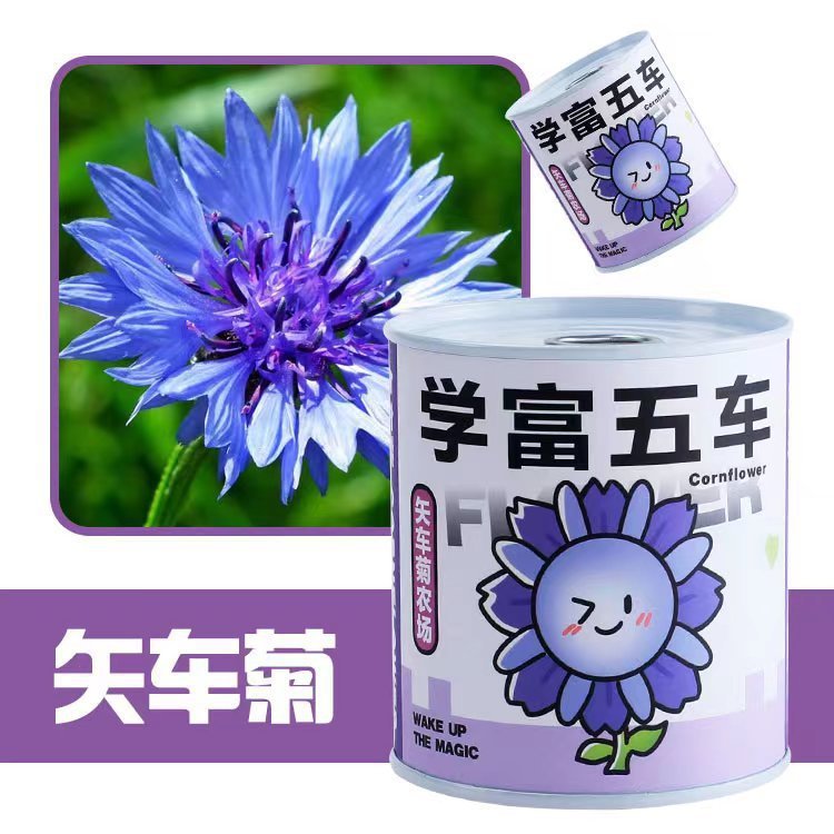 缶植え室内卓上ミニ観葉植物学生入学祝い植栽缶観葉植物卸売|undefined