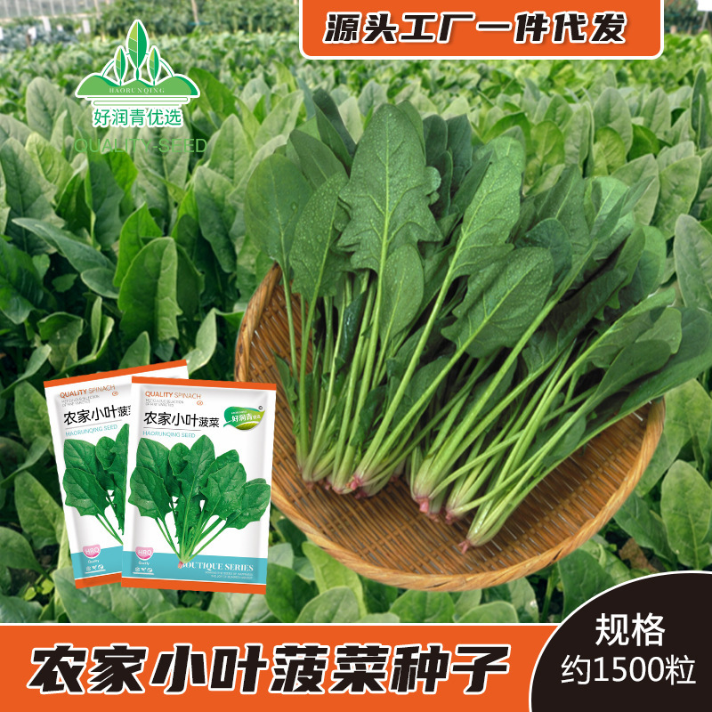 Farmhouse Small-Leaf Spinach Seeds, Old Varieties, Local Small-Pointed Spinach Seeds, Four-Season Spring and Autum Fast-Growing Vegetable Seeds