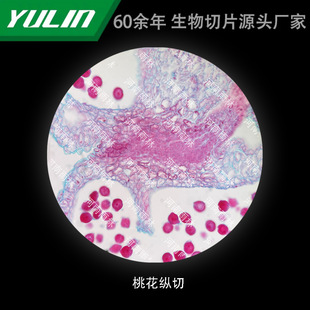 Peach Blossom Slitting University Medical College Histopathology Paraffin Slide Specimen Microscope